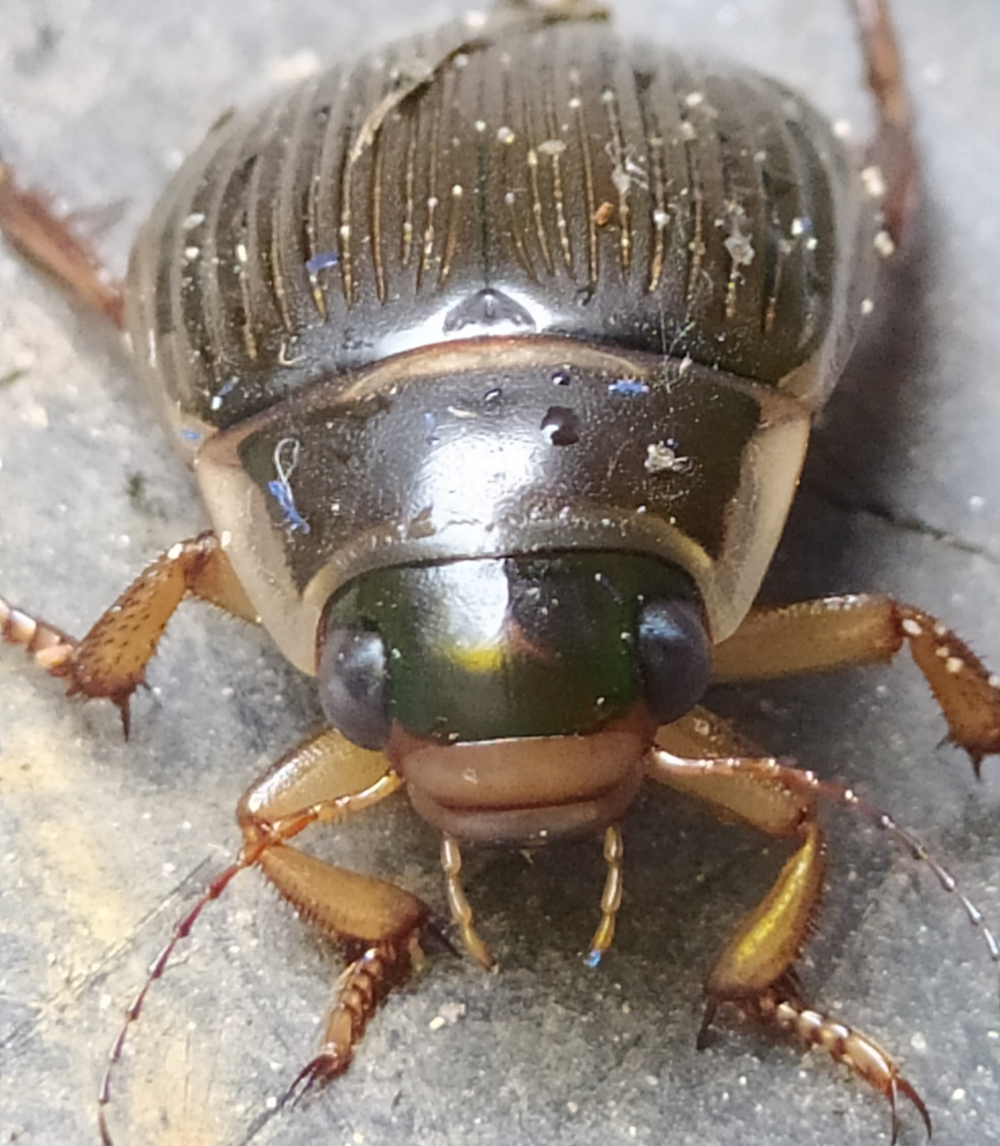 Escarabajo buceador - Dytiscus marginalis (Linnaeus, 1758)